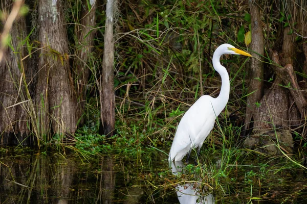 Gran Garza Sentada Agua Tomado Everglades National Park Florida Estados — Foto de Stock