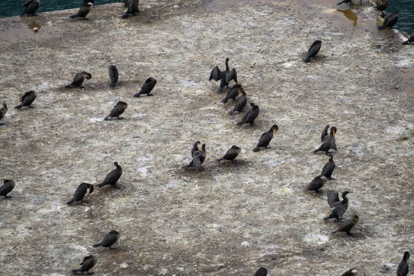 Aerial View Birds Sitting Platform Taken Ferry Terminal North Sydney — Stock Photo, Image