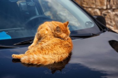 Akko Eski Şehir'de bir arabanın kaputunun üzerinde kendini tımar sokak kedisi. Acre, İsrail'de çekilmiş.