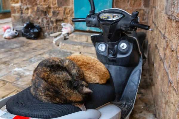 Pouliční Kočky Relaxační Sedadle Skútru Starém Městě Akko Akru Izrael — Stock fotografie
