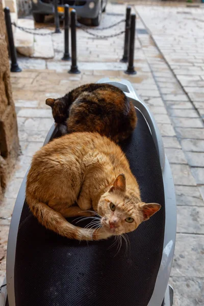 Pouliční Kočky Relaxační Sedadle Skútru Starém Městě Akko Akru Izrael — Stock fotografie