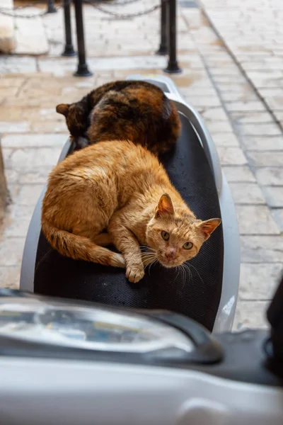 Gatukatter Kopplar Skoter Sätet Den Gamla Staden Akko Taget Acre — Stockfoto