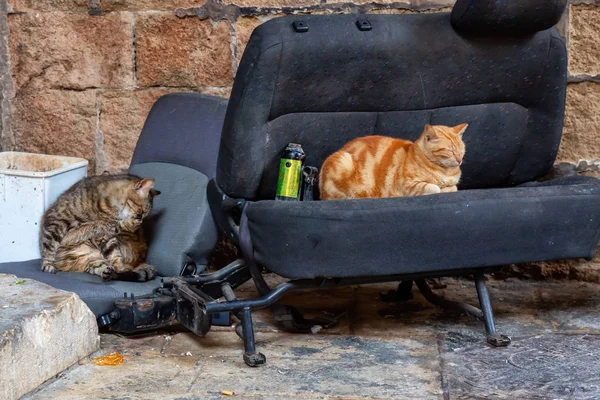 Des Chats Rue Reposant Sur Siège Auto Dans Vieille Ville — Photo