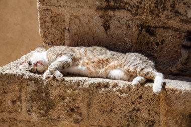 Sevimli ve Sevimli Street Cat güneşli bir gün boyunca bir tuğla duvarda oturuyor. Eski Yafa Limanı'nda çekildi, Tel Aviv, İsrail.