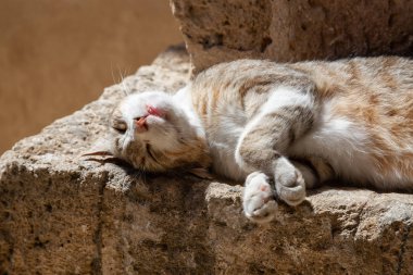 Sevimli ve Sevimli Street Cat güneşli bir gün boyunca bir tuğla duvarda oturuyor. Eski Yafa Limanı'nda çekildi, Tel Aviv, İsrail.