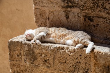 Sevimli ve Sevimli Street Cat güneşli bir gün boyunca bir tuğla duvarda oturuyor. Eski Yafa Limanı'nda çekildi, Tel Aviv, İsrail.