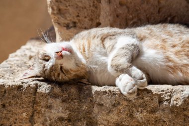 Sevimli ve Sevimli Street Cat güneşli bir gün boyunca bir tuğla duvarda oturuyor. Eski Yafa Limanı'nda çekildi, Tel Aviv, İsrail.