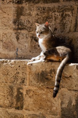 Sevimli ve Sevimli Street Cat güneşli bir gün boyunca bir tuğla duvarda oturuyor. Eski Yafa Limanı'nda çekildi, Tel Aviv, İsrail.