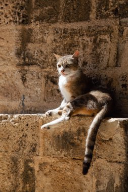 Sevimli ve Sevimli Street Cat güneşli bir gün boyunca bir tuğla duvarda oturuyor. Eski Yafa Limanı'nda çekildi, Tel Aviv, İsrail.