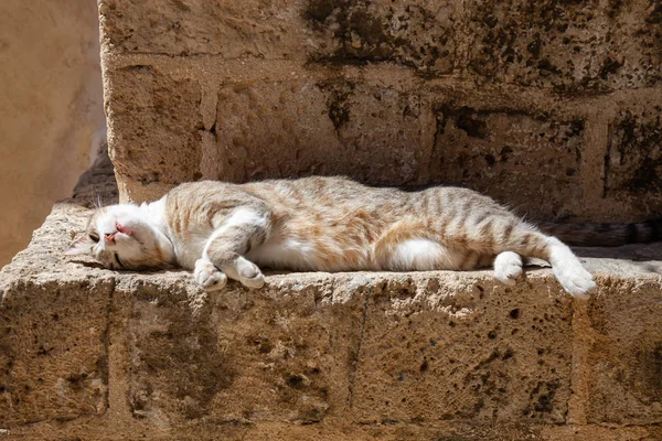 Χαριτωμένο Και Αξιολάτρευτο Street Cat Κάθεται Ένα Τοίχο Τούβλο Κατά — Φωτογραφία Αρχείου