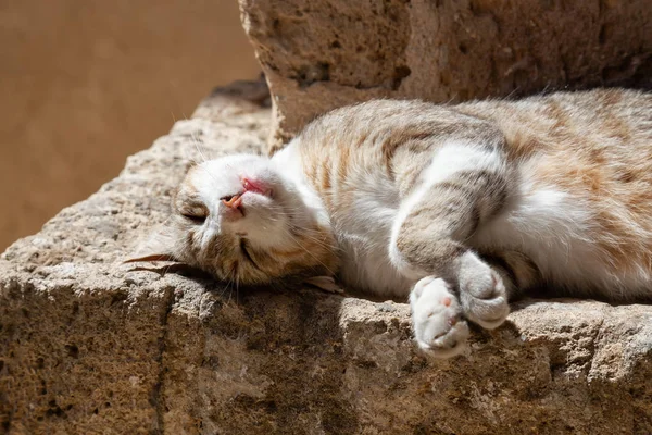 Χαριτωμένο Και Αξιολάτρευτο Street Cat Κάθεται Ένα Τοίχο Τούβλο Κατά — Φωτογραφία Αρχείου