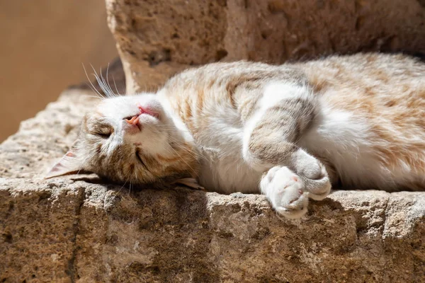 Cute Adorable Street Cat Está Sentado Uma Parede Tijolo Durante — Fotografia de Stock