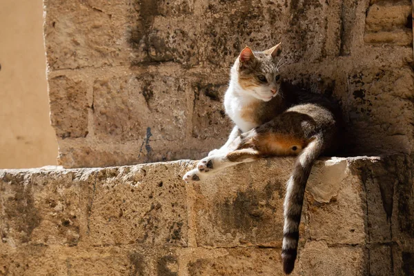 Söt Och Bedårande Gata Katt Sitter Tegelvägg Solig Dag Tagen — Stockfoto