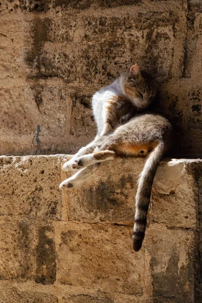 Cute Adorable Street Cat Está Sentado Uma Parede Tijolo Durante — Fotografia de Stock
