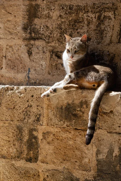 Χαριτωμένο Και Αξιολάτρευτο Street Cat Κάθεται Ένα Τοίχο Τούβλο Κατά — Φωτογραφία Αρχείου