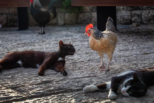 Wild street cat and a Chicken are looking at each other during a sunny evening. Taken at the Old Port of Jaffa, Tel Aviv, Israel.