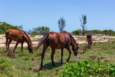 Güneşli bir günde sıska vahşi at. Varadero yakınlarındaki cardenas, küçük bir kasabada çekilen, Küba.