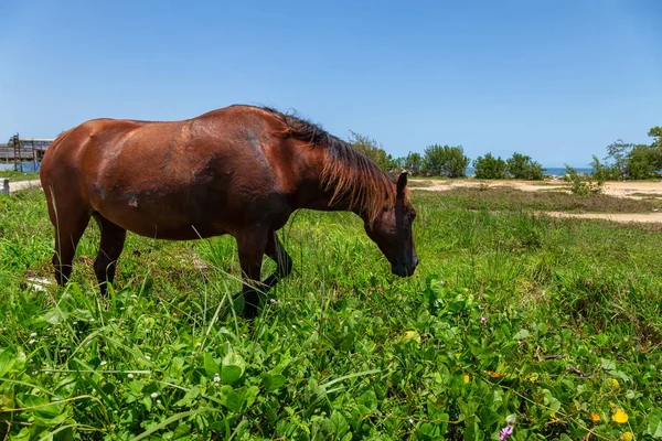 Hubený Divoký Kůň Během Slunného Dne Malém Městečku Cardenas Nedaleko — Stock fotografie