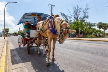Varadero, Küba - 8 Mayıs 2019: Canlı ve aydınlık güneşli bir günde sokakta At Arabası Taksi Yedir.