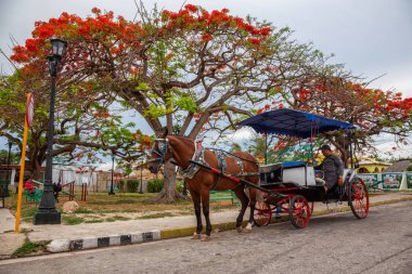 Varadero, Küba - 7 Mayıs 2019: Canlı ve aydınlık güneşli bir günde sokakta At Arabası Taksi Yedir.