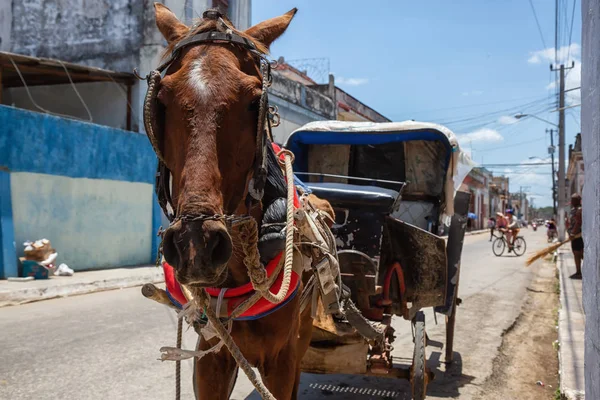 Cárdenas Cuba Mayo 2018 Carruaje Caballo Las Calles Casco Antiguo — Foto de Stock