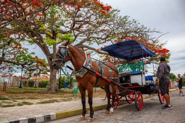 Varadero Cuba Mayo 2019 Viaje Taxi Caballo Por Calle Durante — Foto de Stock