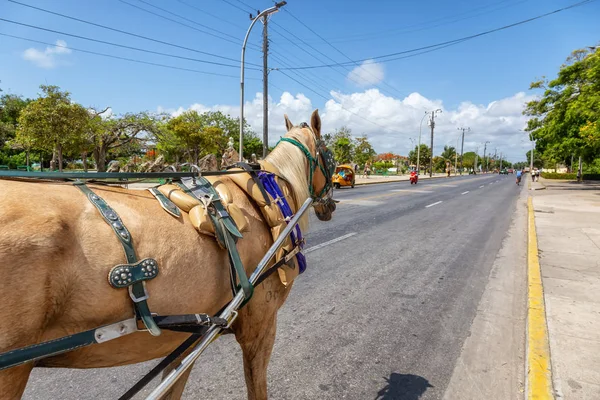 Varadero Cuba Mayo 2019 Viaje Taxi Caballo Por Calle Durante — Foto de Stock