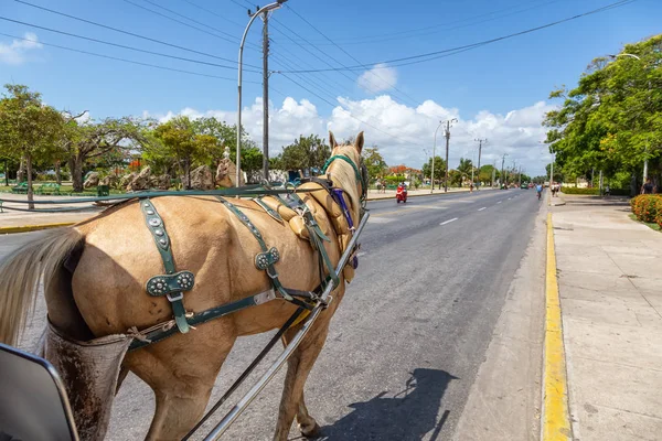 Varadero Kuba Mai 2019 Taxifahrt Mit Der Pferdekutsche Auf Der — Stockfoto