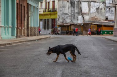 Evsiz köpek Eski Havana City sokaklarında çalışan, Küba'nın başkenti, güneşli bir sabah sırasında.
