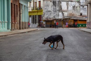 Evsiz köpek Eski Havana City sokaklarında çalışan, Küba'nın başkenti, güneşli bir sabah sırasında.