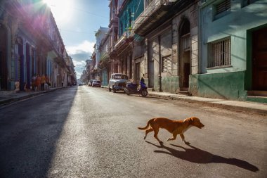 Evsiz köpek Eski Havana City sokaklarında çalışan, Küba'nın başkenti, güneşli bir sabah sırasında.