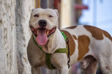 Eski Havana City Sokaklarında Sevimli küçük köpek, Küba'nın başkenti, güneşli bir gün boyunca.