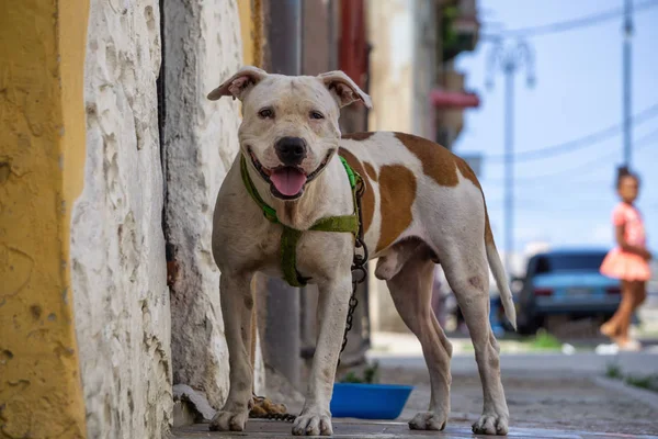 Aranyos Kis Kutya Utcáin Régi Havanna Város Fővárosa Kuba Közben — Stock Fotó