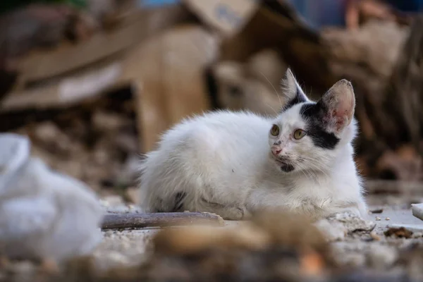 Dirty Homeless Little Kitty Cat Streets Old Havana City Capital — Stock Photo, Image