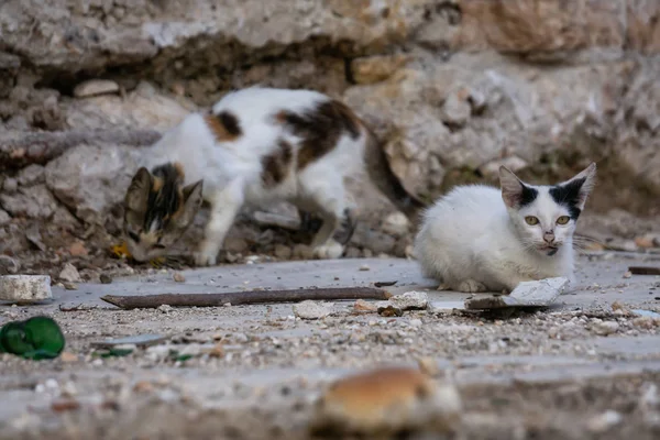 Smutsiga Hemlösa Liten Kitty Katt Gatorna Gamla Havanna Stad Huvudstad — Stockfoto