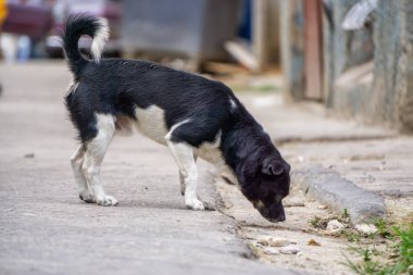 Eski Havana City Sokaklarında Sevimli küçük köpek, Küba'nın başkenti, güneşli bir gün boyunca.
