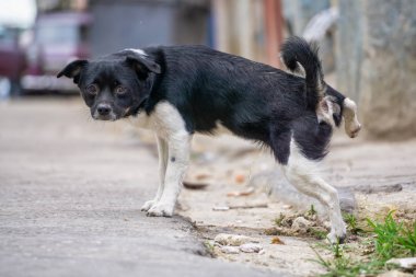 Sevimli küçük köpek Güneşli bir gün boyunca, Küba'nın başkenti Eski Havana City sokaklarında işiyor.