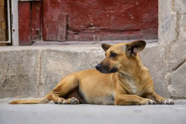 Eski Havana City Sokaklarında Sevimli küçük köpek, Küba'nın başkenti, güneşli bir gün boyunca.