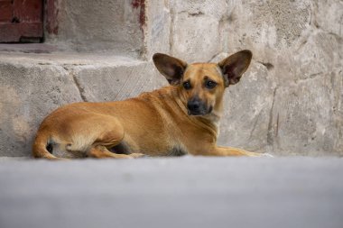 Eski Havana City Sokaklarında Sevimli küçük köpek, Küba'nın başkenti, güneşli bir gün boyunca.