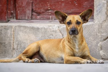 Eski Havana City Sokaklarında Sevimli küçük köpek, Küba'nın başkenti, güneşli bir gün boyunca.