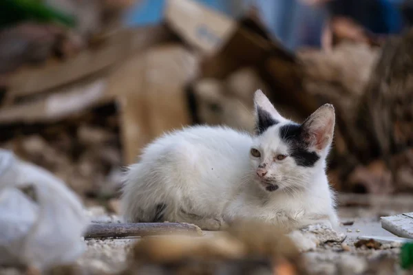 Dirty, homeless little kitty cat in the Streets of Old Havana City, Capital of Cuba, during a sunny day.