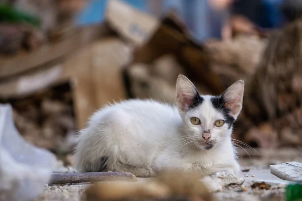 Dirty Homeless Little Kitty Cat Streets Old Havana City Capital — Stock Photo, Image
