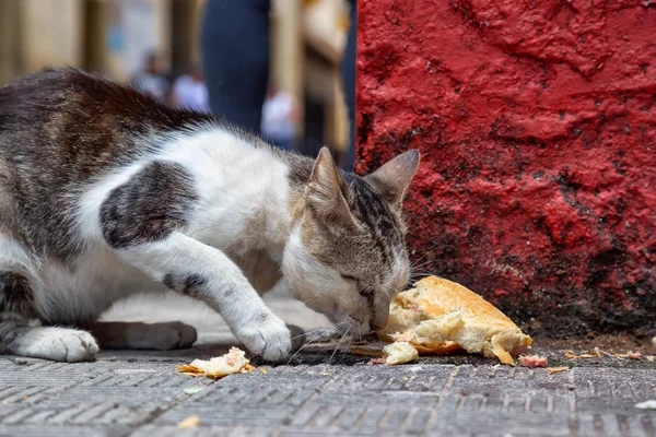 Dirty, homeless cat is eating left over food in the Streets of Old Havana City, Capital of Cuba, during a sunny day.
