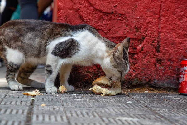 Dirty Hemlösa Katt Äter Kvar Mat Gatorna Gamla Havanna Stad — Stockfoto