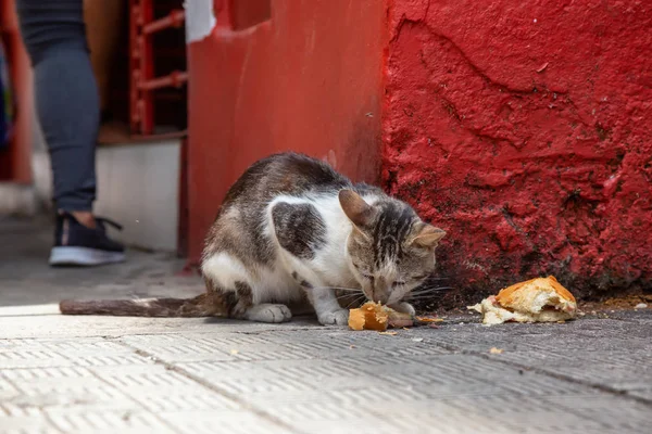 Chat Sale Sans Abri Mange Des Restes Nourriture Dans Les — Photo