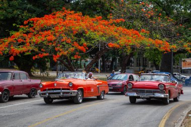 Havana, Küba - 27 Mayıs 2019: Eski Klasik Amerikan Taksi Arabası arka planda çiçeklerle renkli bir ağaç ile yolda sürüş.