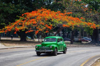 Havana, Küba - 27 Mayıs 2019: Eski Klasik Amerikan Taksi Arabası arka planda çiçeklerle renkli bir ağaç ile yolda sürüş.