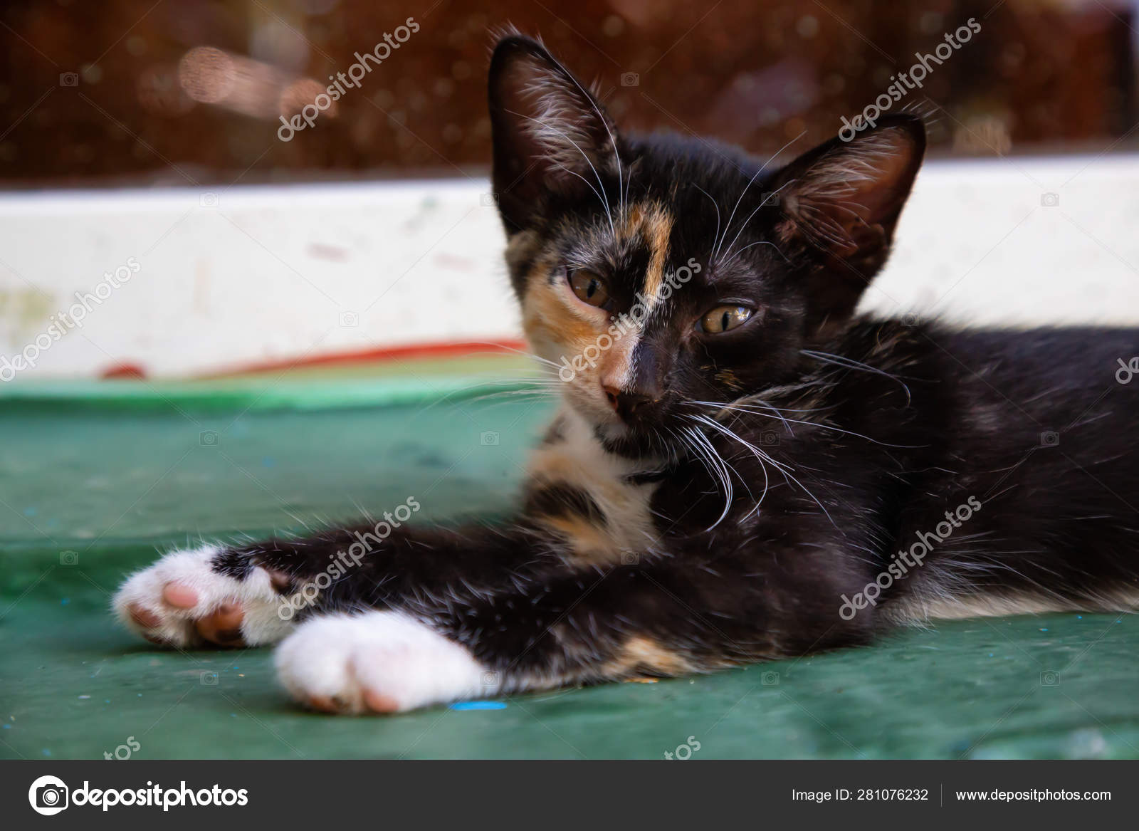 Mignon Petit Chaton Qui Dort Prise Trinidad Cuba Image Libre De Droit Par Edb3 16 C Mignon Petit Chaton Qui Dort Prise Trinidad Cuba Image Libre De Droit Par Edb3 16 C