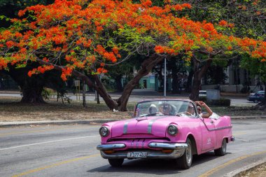 Havana, Küba - 27 Mayıs 2019: Eski Klasik Amerikan Taksi Arabası arka planda çiçeklerle renkli bir ağaç ile yolda sürüş.