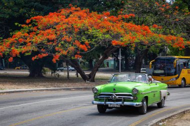 Havana, Küba - 27 Mayıs 2019: Eski Klasik Amerikan Taksi Arabası arka planda çiçeklerle renkli bir ağaç ile yolda sürüş.